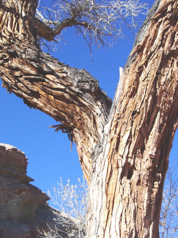 04160302LittleWildHorse (1008)